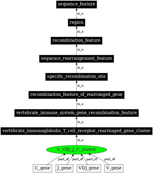 Graph image for SO:0000565