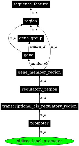 Graph image for SO:0000568