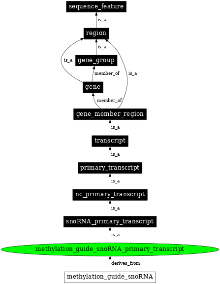 Graph image for SO:0000580