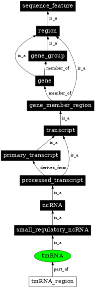 Graph image for SO:0000584