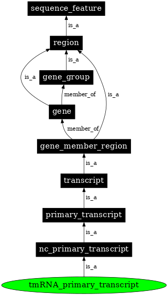 Graph image for SO:0000586