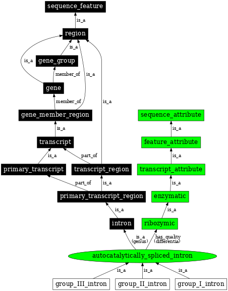 Graph image for SO:0000588