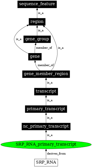 Graph image for SO:0000589