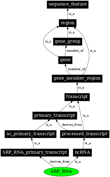 Graph image for SO:0000590