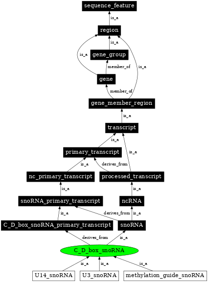 Graph image for SO:0000593