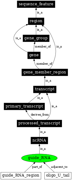 Graph image for SO:0000602