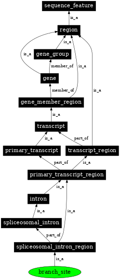 Graph image for SO:0000611