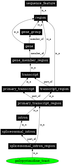 Graph image for SO:0000612
