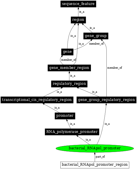 Graph image for SO:0000613