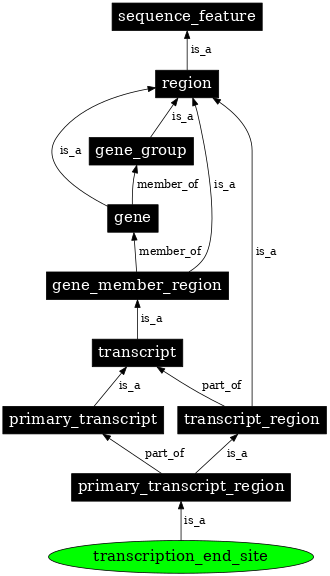 Graph image for SO:0000616