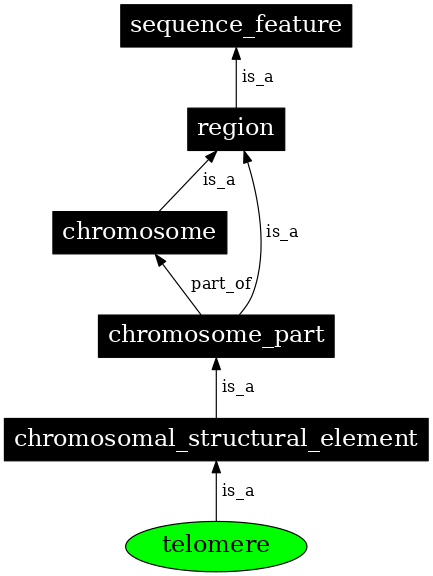 Graph image for SO:0000624