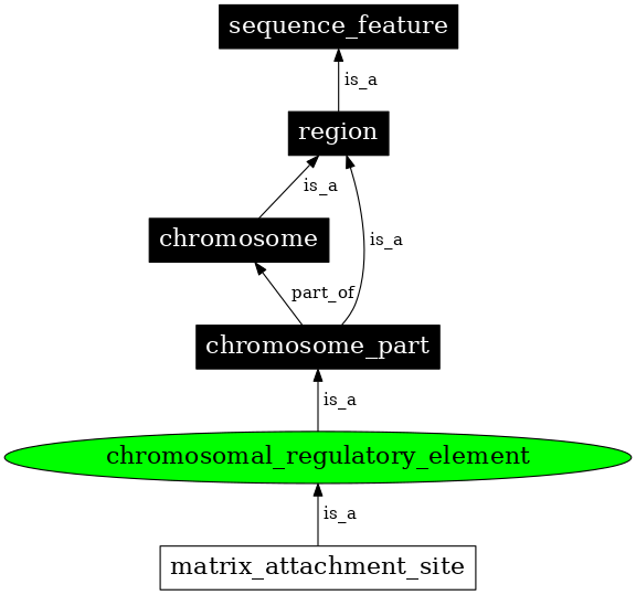 Graph image for SO:0000626