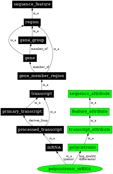 Graph image for SO:0000634