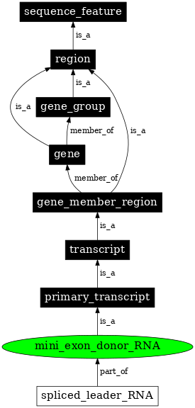 Graph image for SO:0000635