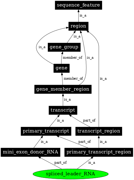 Graph image for SO:0000636