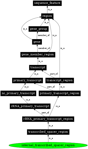 Graph image for SO:0000639