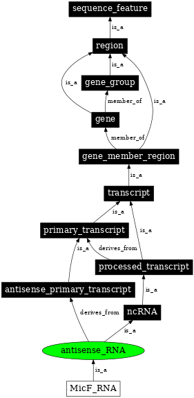 Graph image for SO:0000644