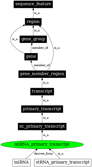 Graph image for SO:0000647