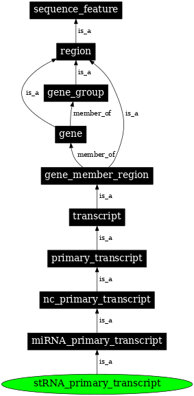 Graph image for SO:0000648