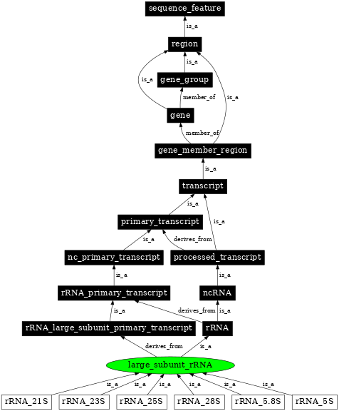 Graph image for SO:0000651