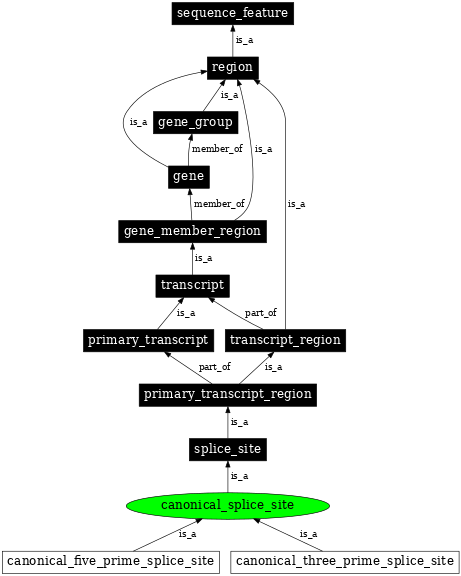 Graph image for SO:0000675