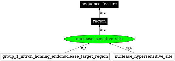 Graph image for SO:0000684
