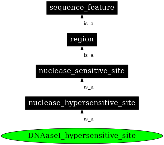 Graph image for SO:0000685