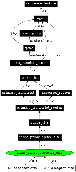 Graph image for SO:0000706