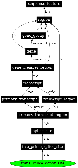 Graph image for SO:0000707