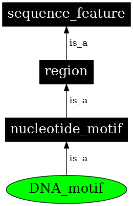 Graph image for SO:0000713