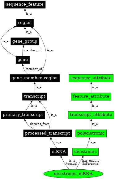 Graph image for SO:0000716