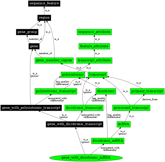 Graph image for SO:0000722