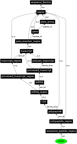 Graph image for SO:0000728