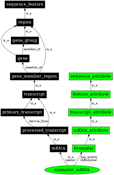 Graph image for SO:0000734