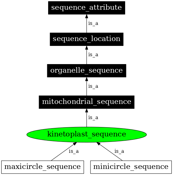 Graph image for SO:0000741