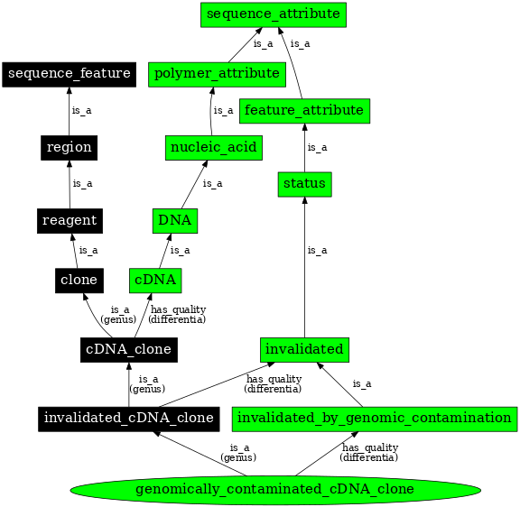Graph image for SO:0000811