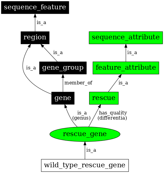 Graph image for SO:0000816