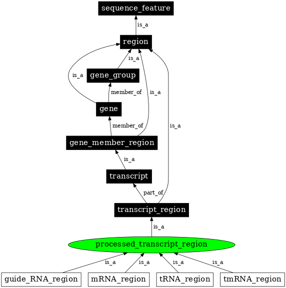 Graph image for SO:0000834
