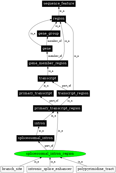 Graph image for SO:0000841
