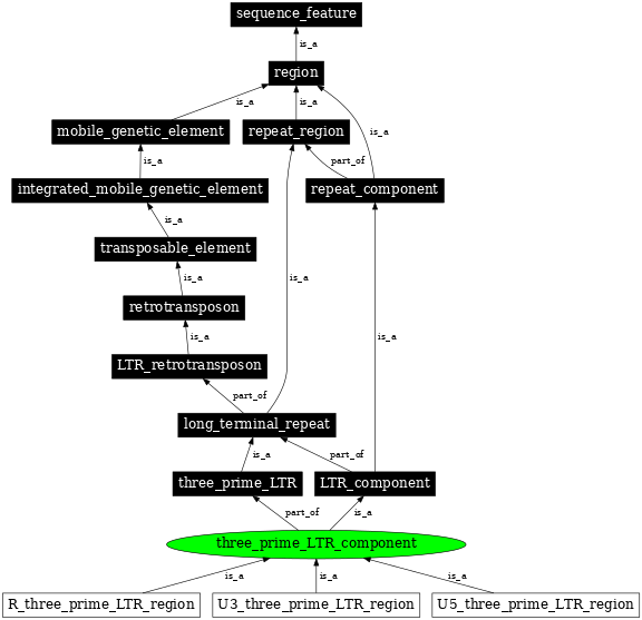 Graph image for SO:0000849