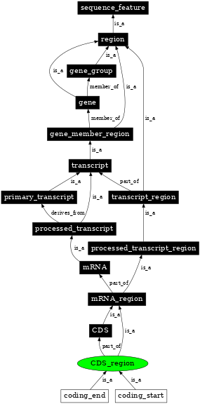 Graph image for SO:0000851