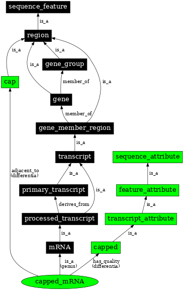 Graph image for SO:0000862
