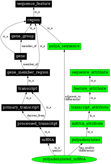 Graph image for SO:0000871