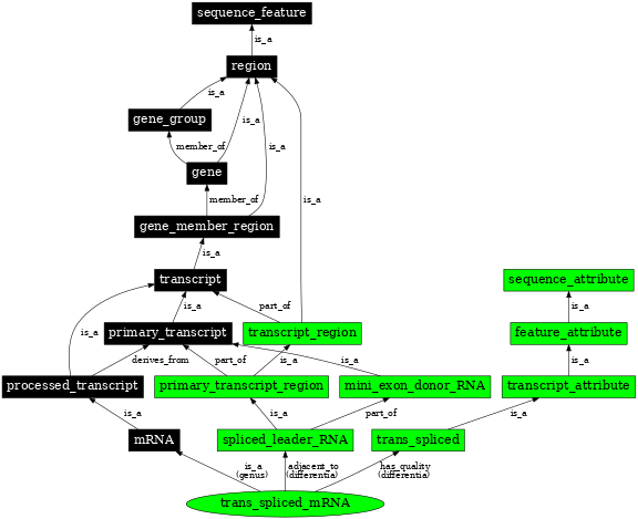 Graph image for SO:0000872
