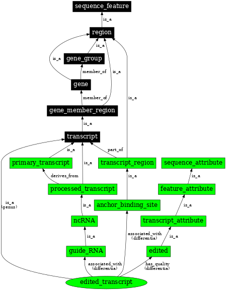 Graph image for SO:0000873