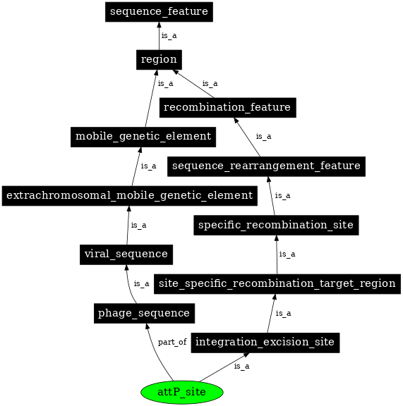 Graph image for SO:0000942