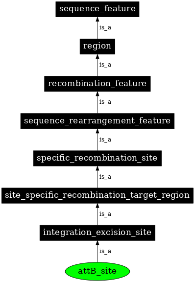Graph image for SO:0000943