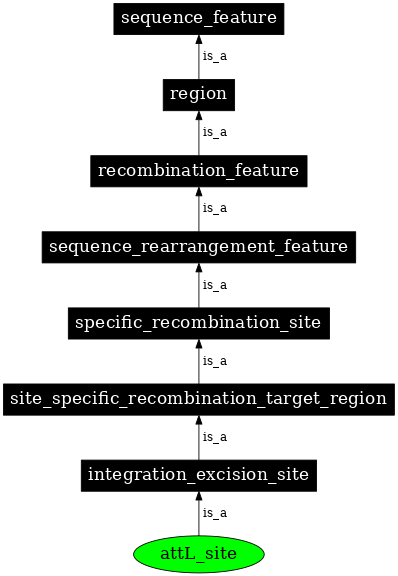 Graph image for SO:0000944