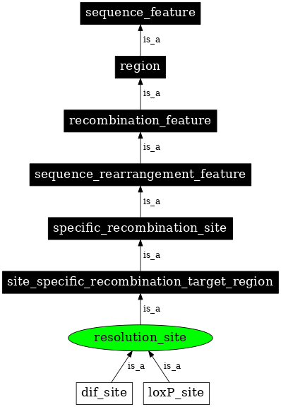 Graph image for SO:0000947