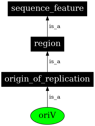 Graph image for SO:0000952